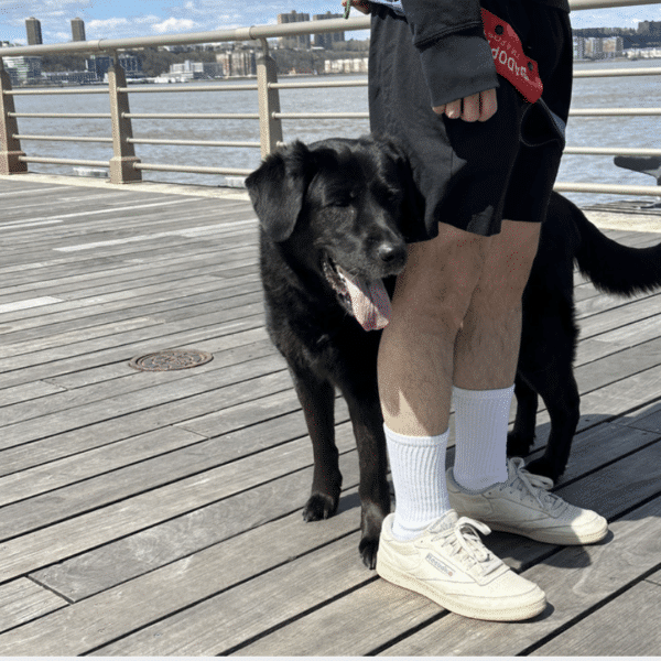 Nora, smiling, a black retriever mix, 11 yrs old, standing on a wood plank surface with her head behind a man's right knee